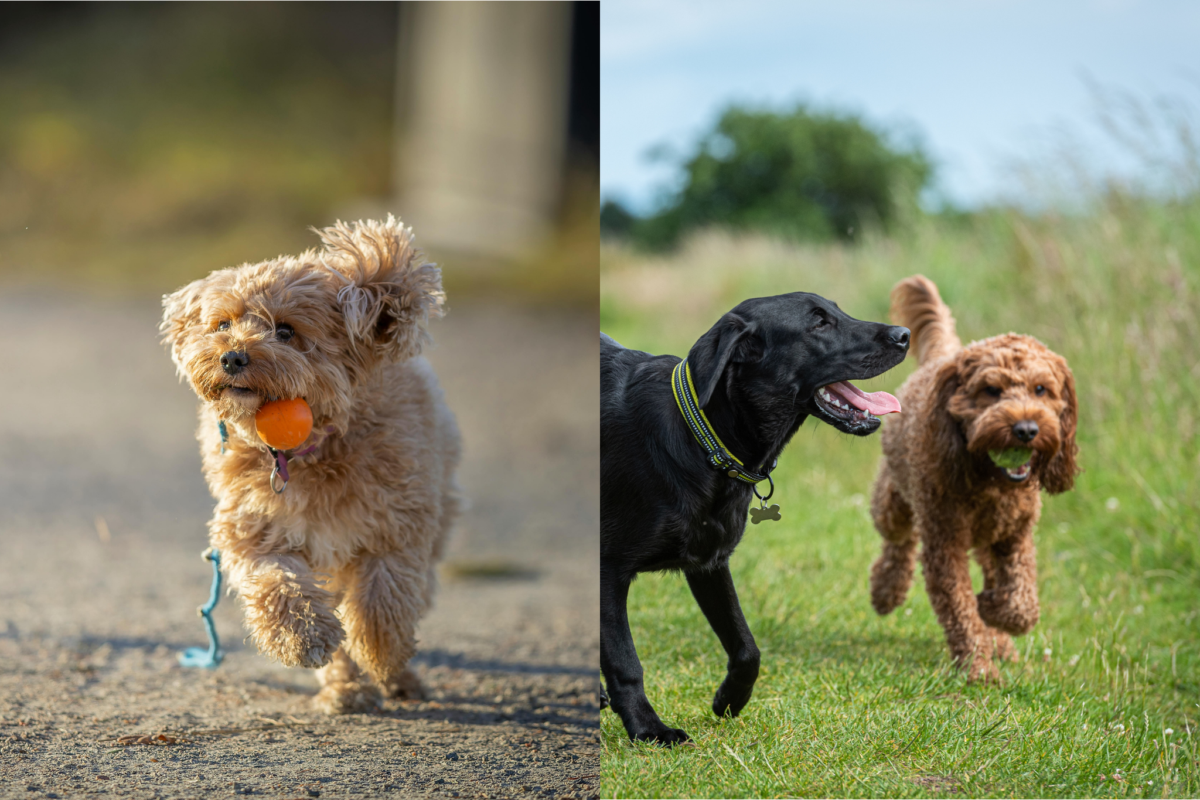 cavapoo vs cockapoo playing