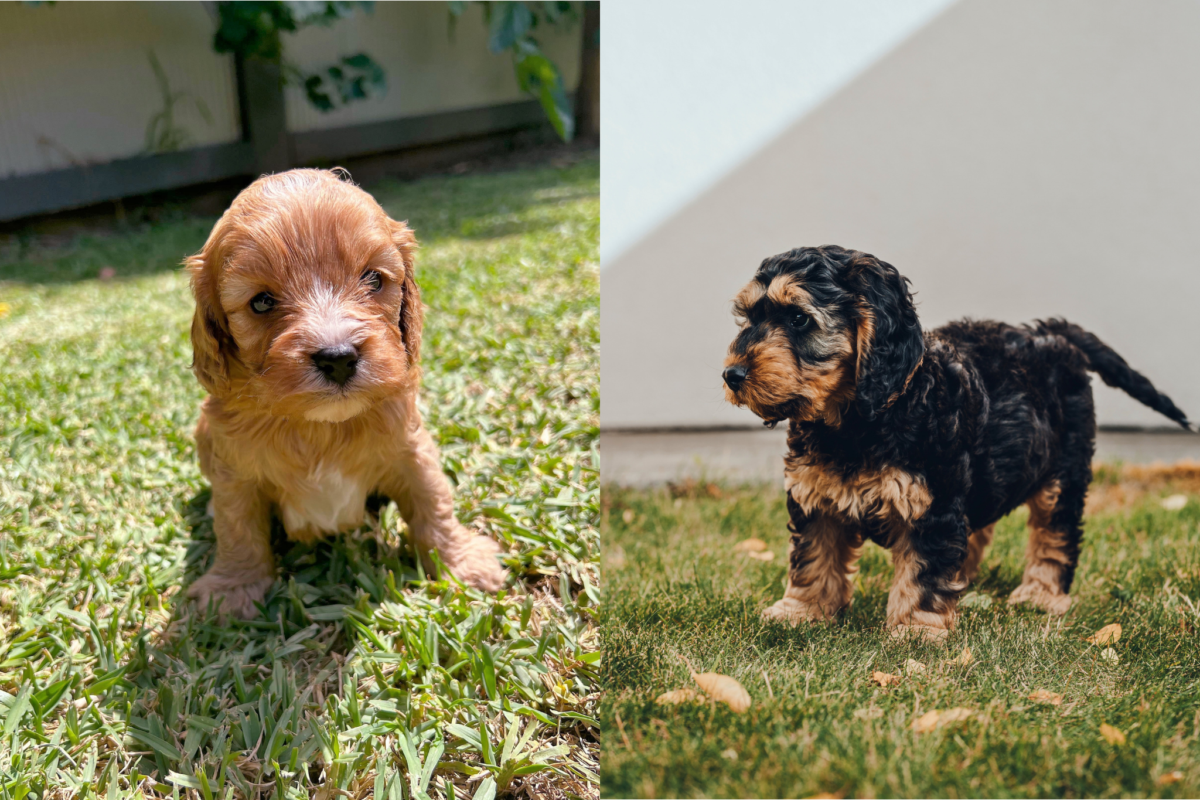 cavapoo vs cockapoo puppies