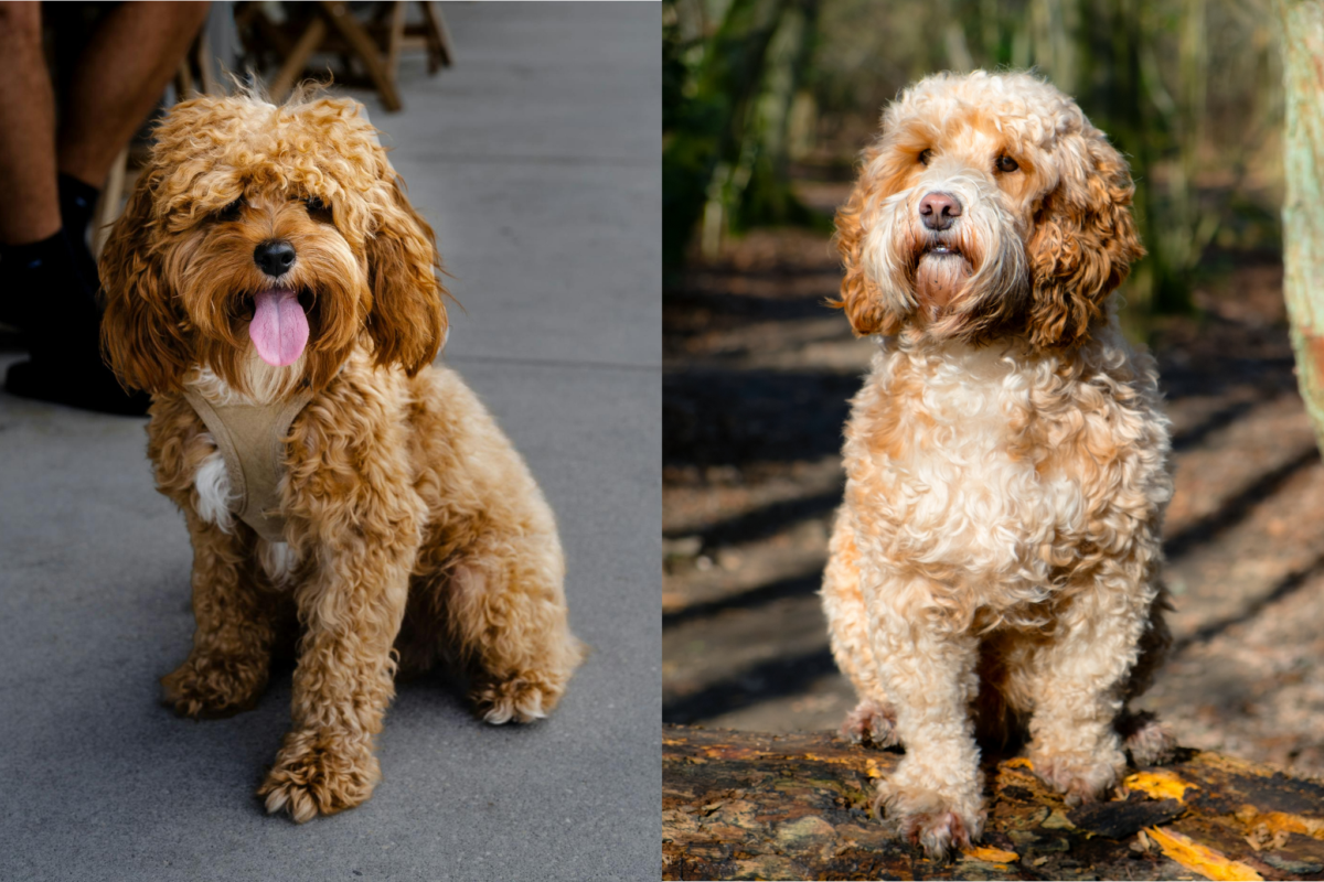 cavapoo vs cockerpoo outside