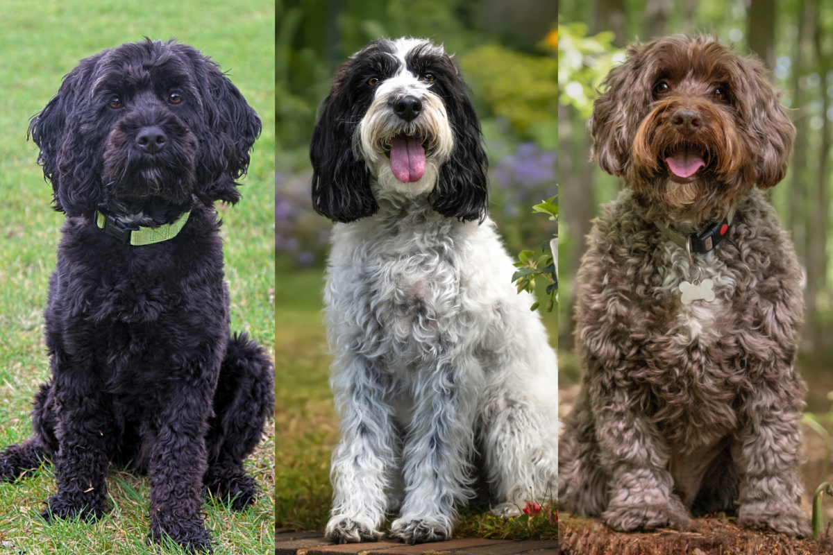 Cockapoo coat varieties.
