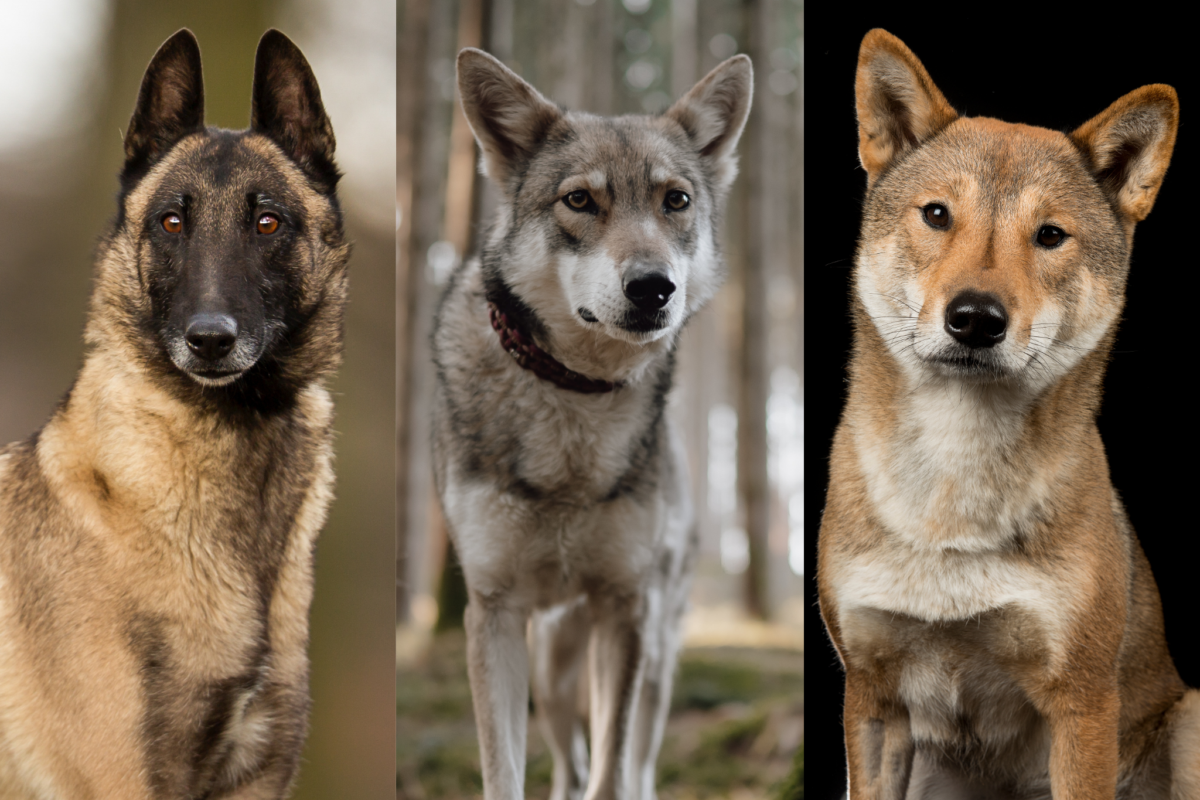 Dogs that look like coyotes.
