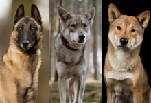 Dogs that look like coyotes.