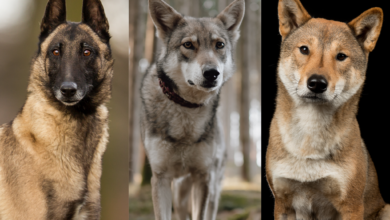 Dogs that look like coyotes.