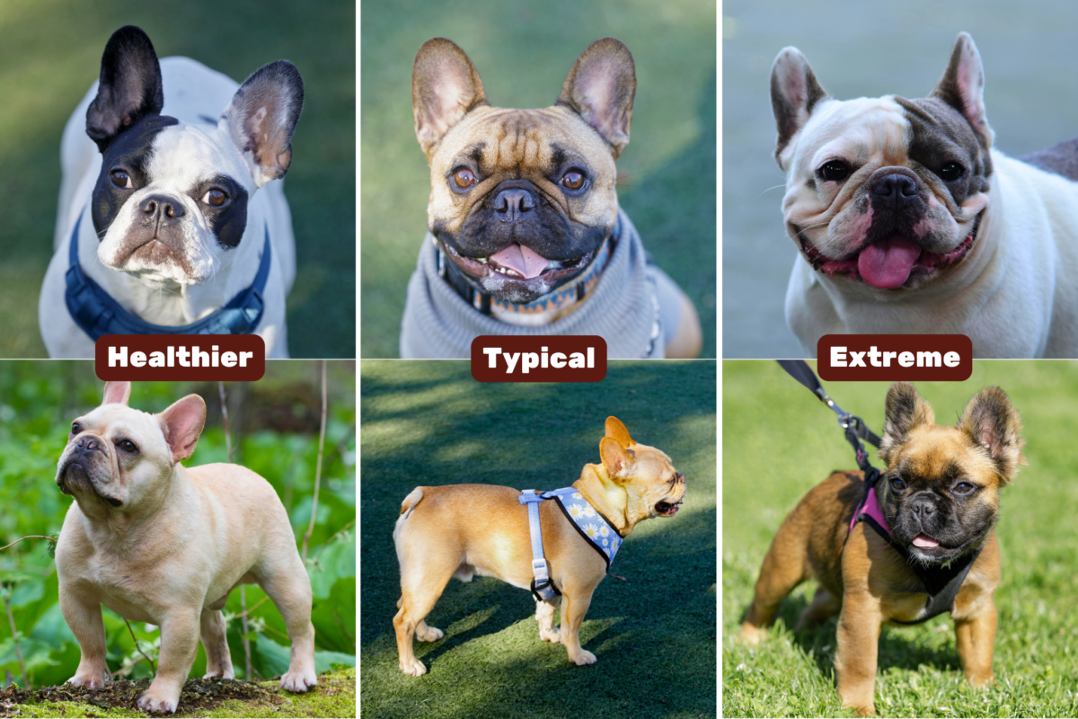 French Bulldog structure comparison showing typical, extreme, and healthier face and body images.