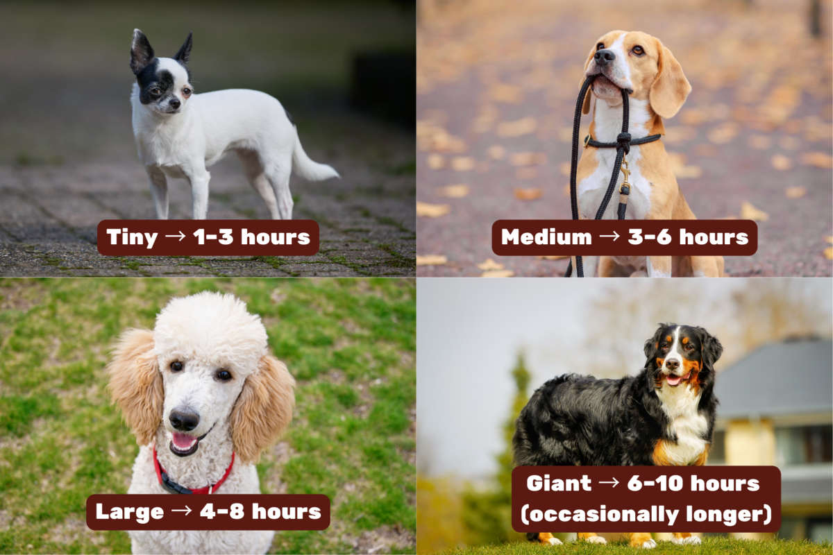 Potty breaks by dog size.