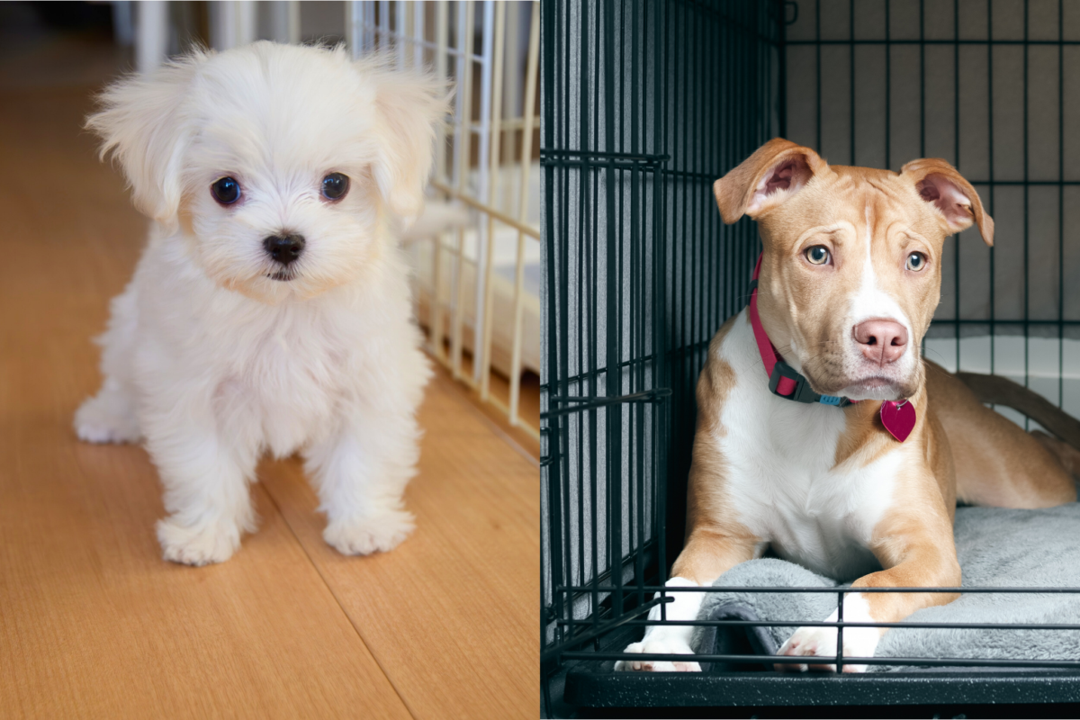 puppy vs adult dog inside by kennels