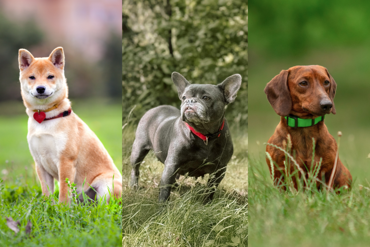 Shiba vs Frenchie vs Mini Dachshund.