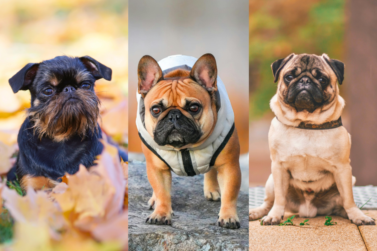 Collage of brachycephalic dog breeds; Griffon (left), French Bulldog (center), Pug (right).