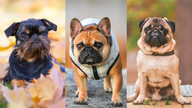 Collage of brachycephalic dog breeds; Griffon (left), French Bulldog (center), Pug (right).