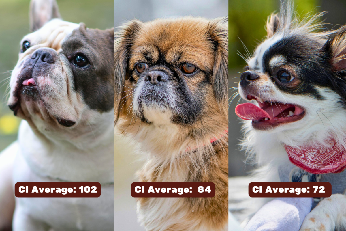 cephalic index in dogs examples