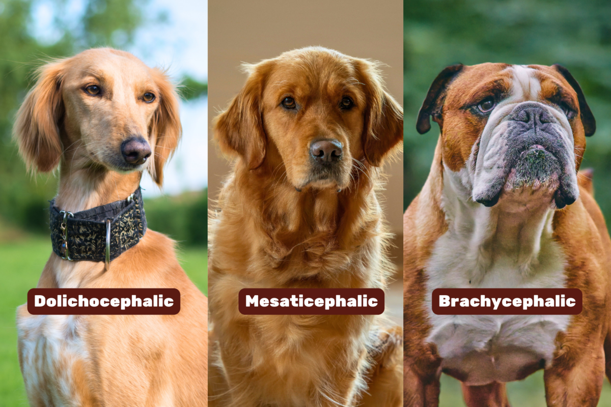 Graphic showing dolichocephalic vs mesaticephalic vs brachycephalic dogs.