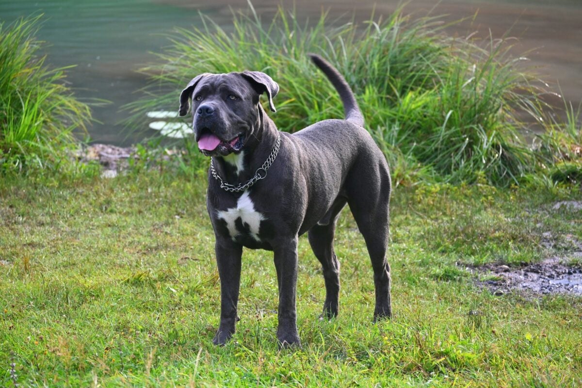 Large Cane Corso dog stands outside on grass near water looking alert.