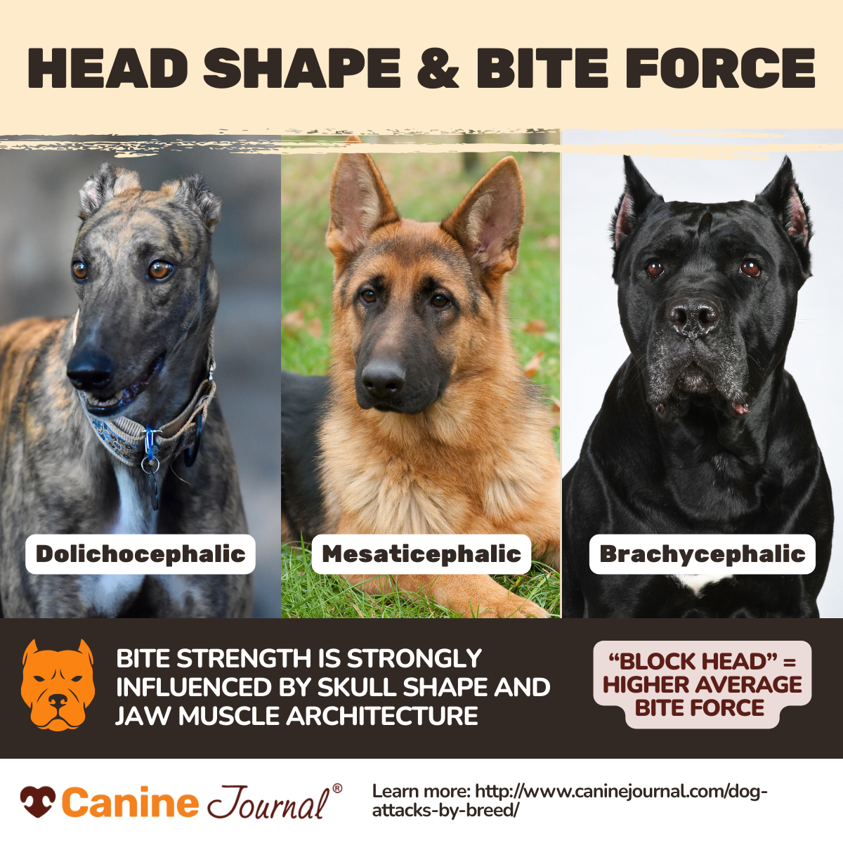 Infographic showing how heading shape affects bite force.