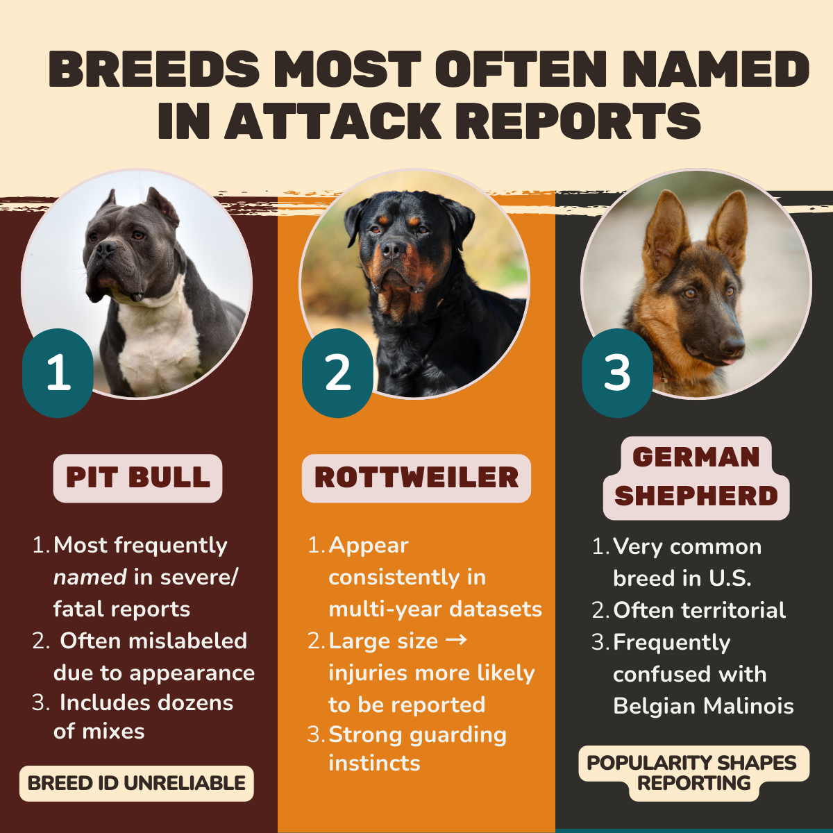 Infographic showing top 3 dogs listed in attack reports in the United States.