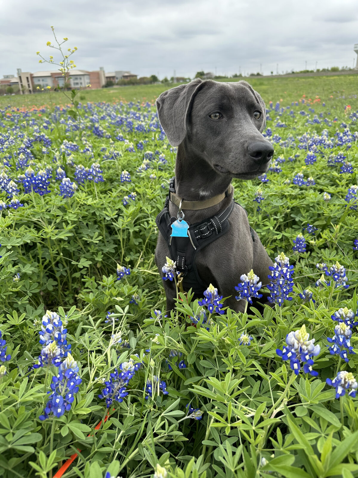 Blue Lacy In Bluebonnets