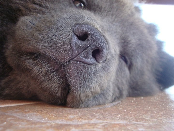 Blue Chow