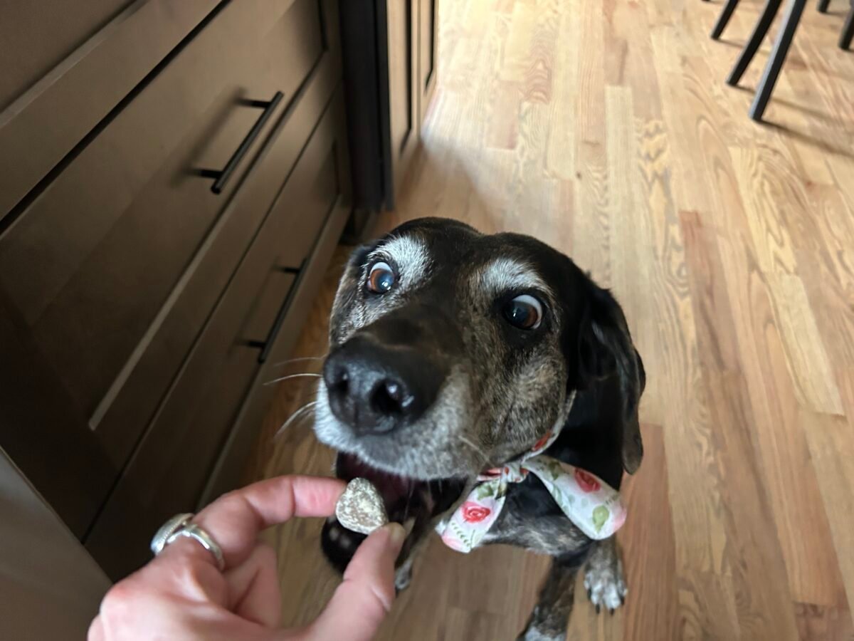 sally eating zesty paws chew with big eyes and mouth open