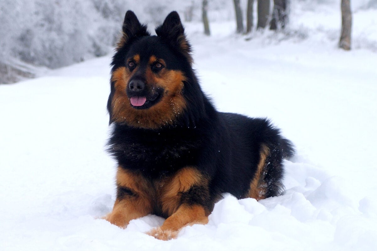 Bohemian Shepherd