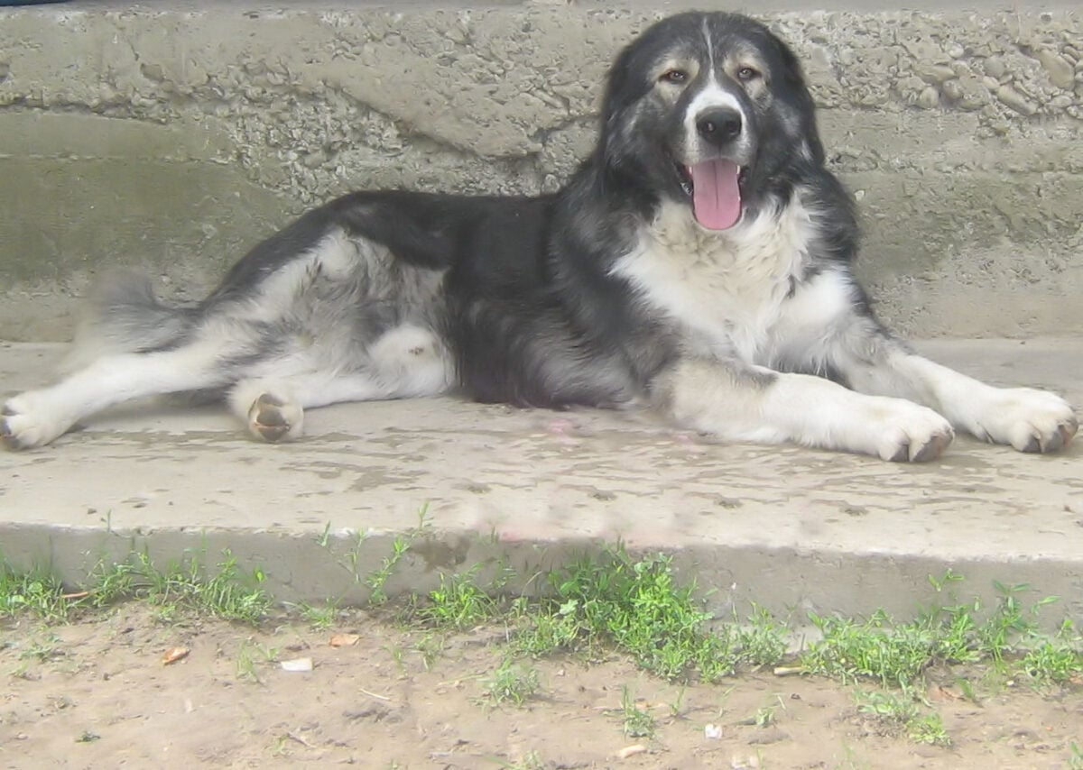 Romanian Carpathian Shepherd Dog
