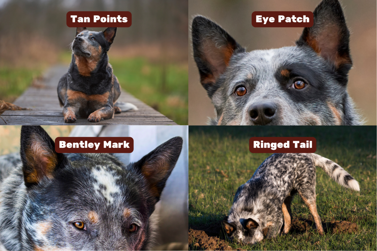 Australian Cattle Dog markings (tan points, eye patch, Bentley mark, and ringed tail).