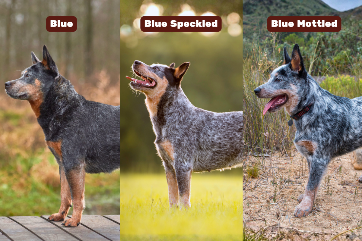 Blue Heeler colors (blue, blue speckled, and blue mottled).