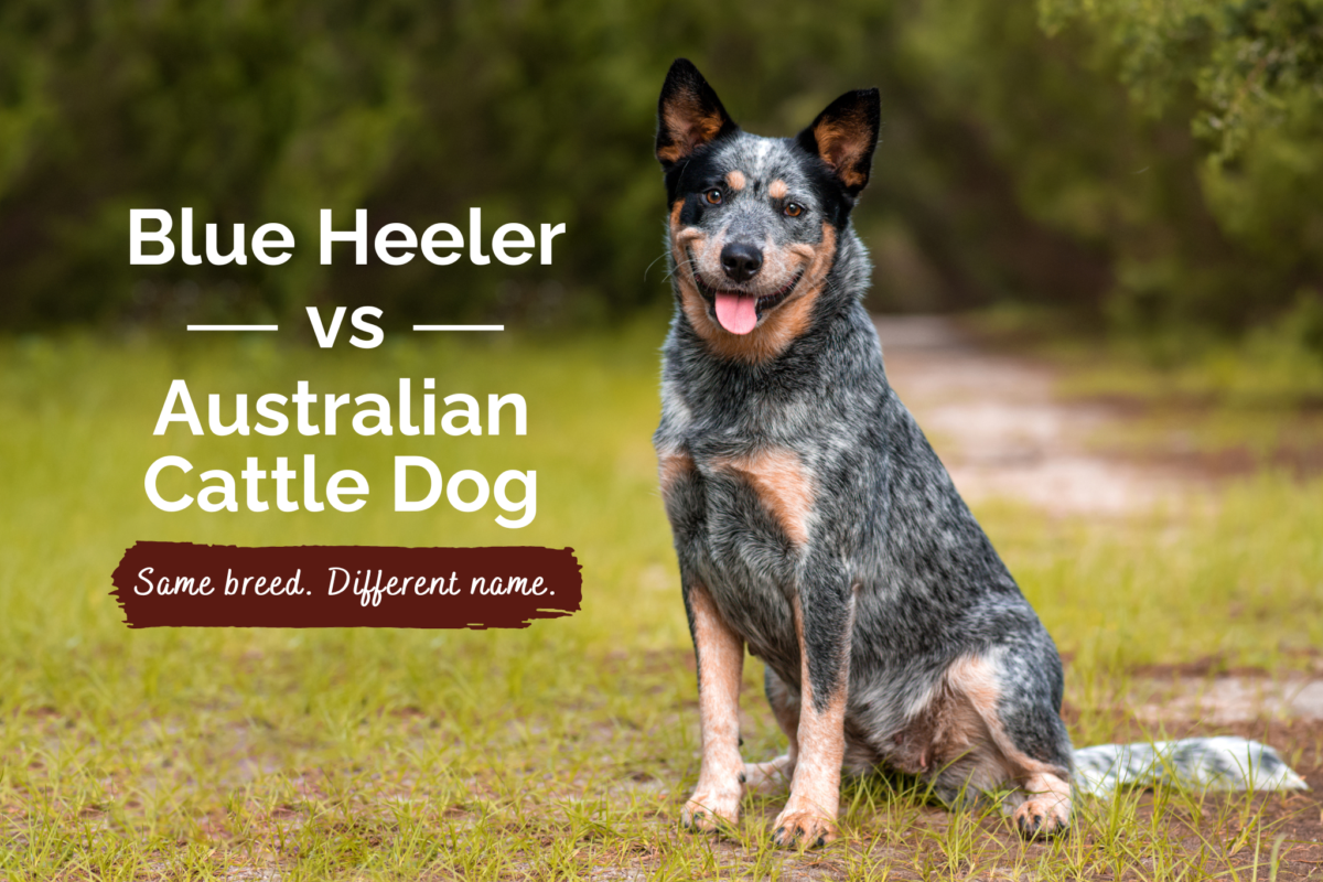 Blue Heeler vs Australian Cattle Dog.