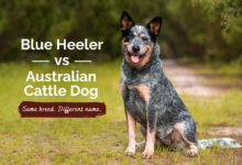 Blue Heeler vs Australian Cattle Dog.