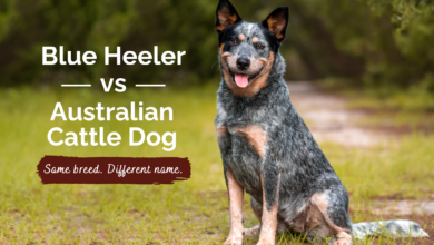 Blue Heeler vs Australian Cattle Dog.