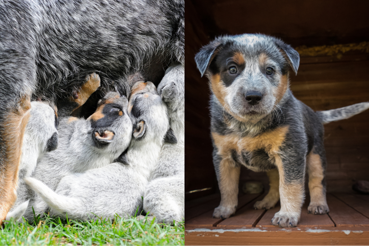 Newborn vs six week old Australian Cattle Dog puppies.