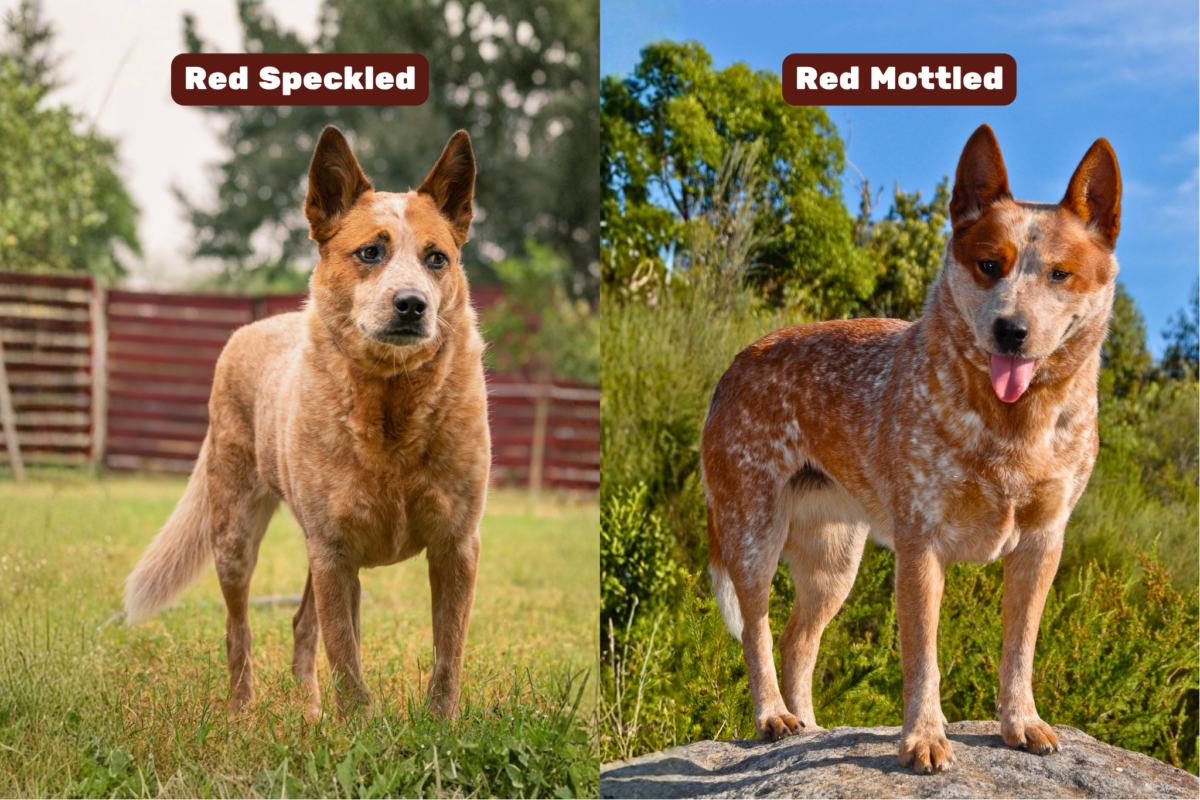 Red Heeler colors (red speckled and red mottled).