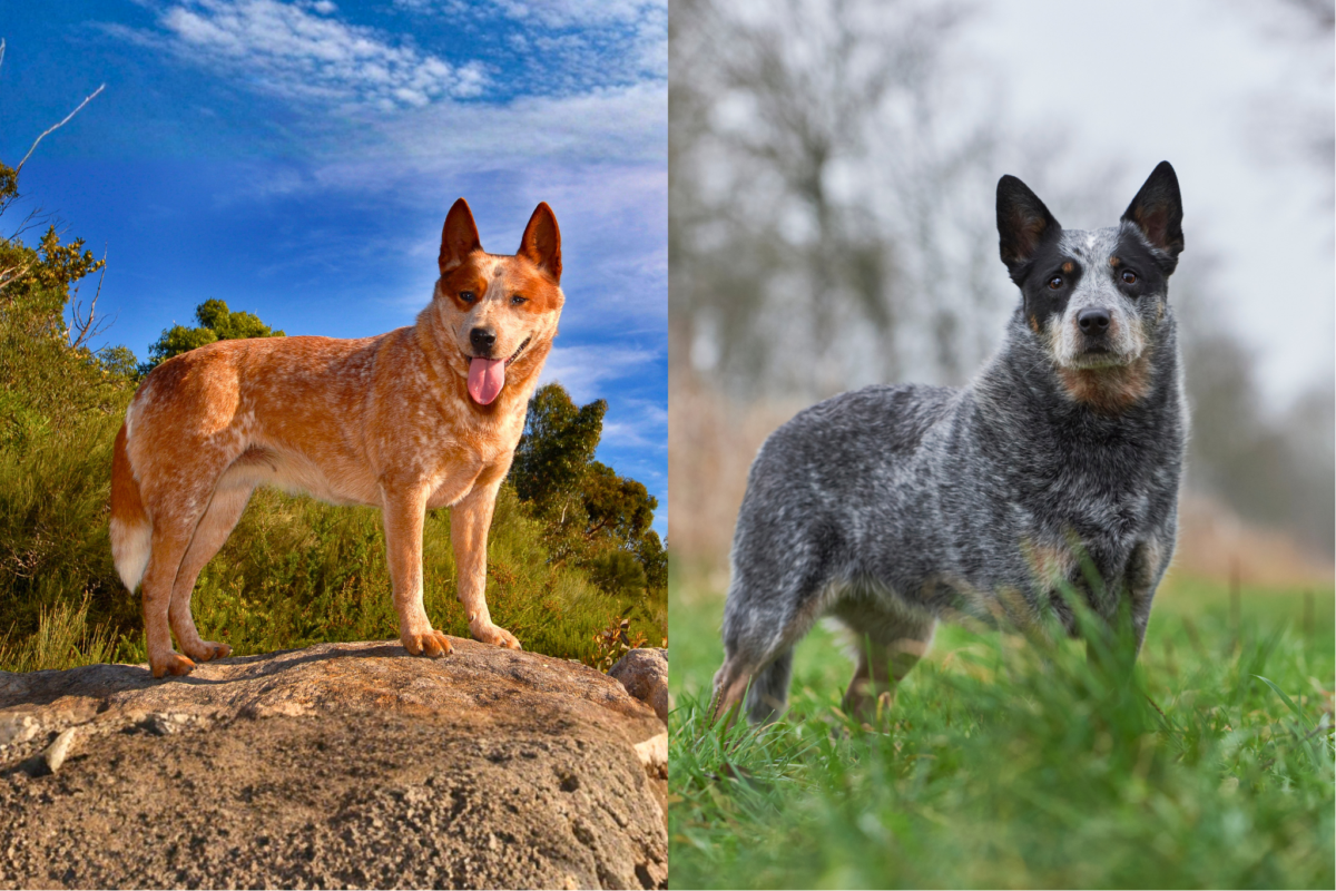 Red Heeler vs. Blue Heeler standing outside.