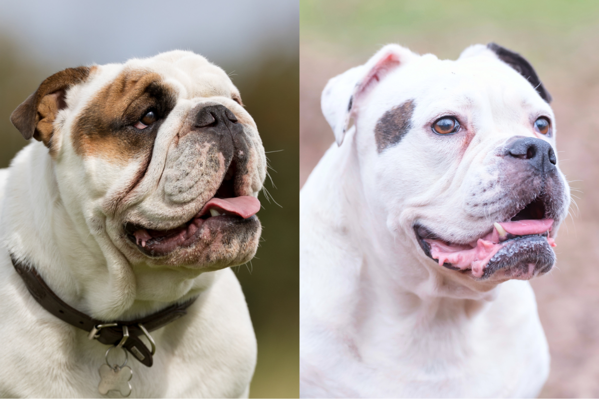 brachycephalic english bulldog vs olde english bulldogge