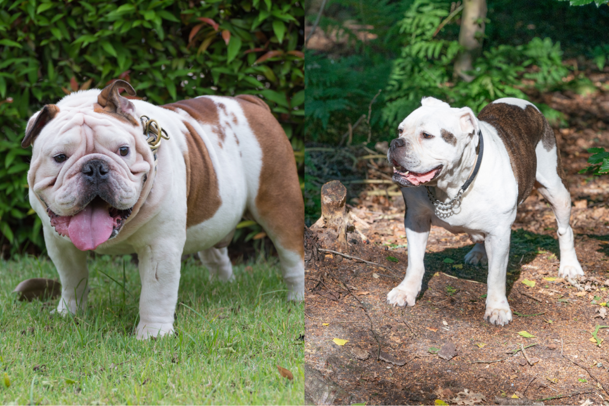 compact bulldog vs athletic olde english bulldog