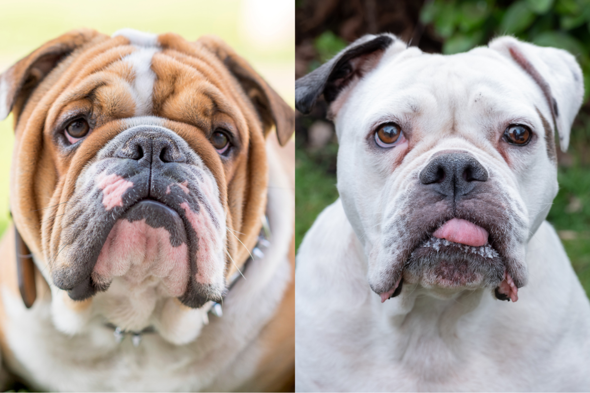 engligh bulldog vs olde english bulldoge face comparison