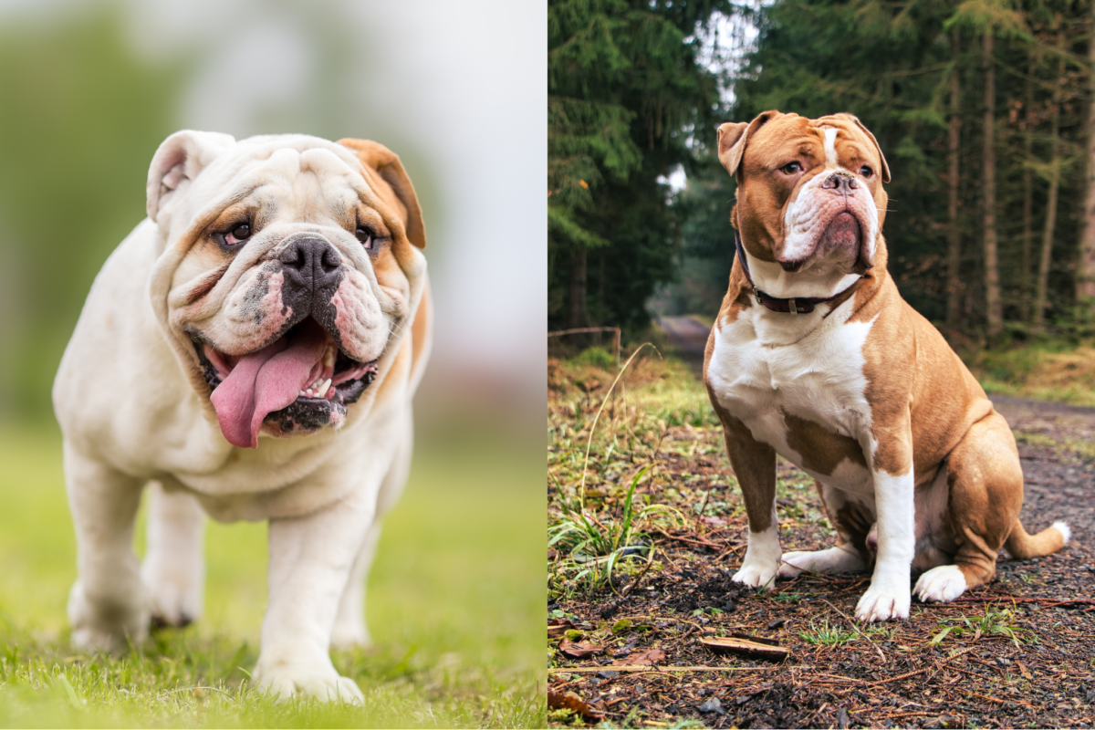 English Bulldog and Olde English Bulldog comparison.