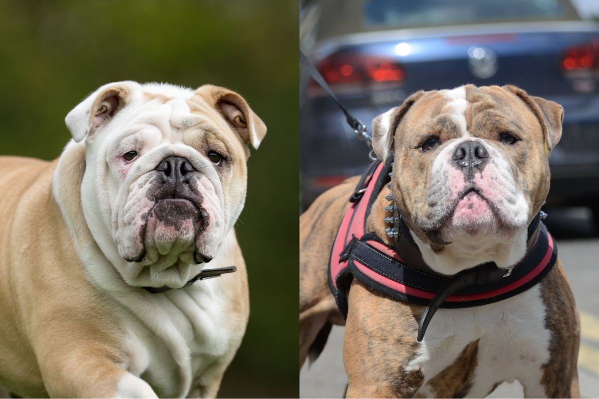 English Bulldog and Olde English Bulldog Faces.