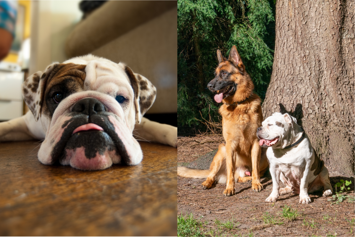 English Bulldog at home; Olde English Bulldogge with German Shepherd.