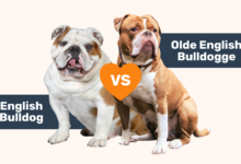 English Bulldog vs Olde English Bulldogge