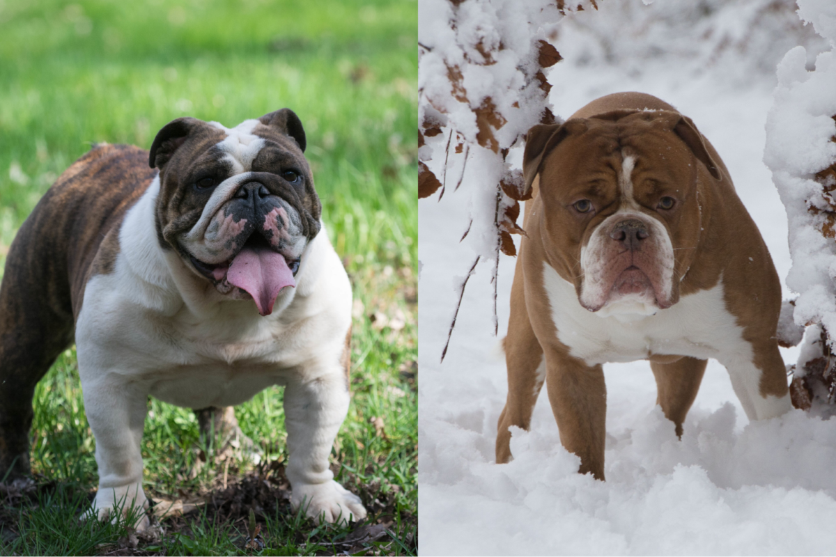 english bulldog vs olde english bulldogge coats