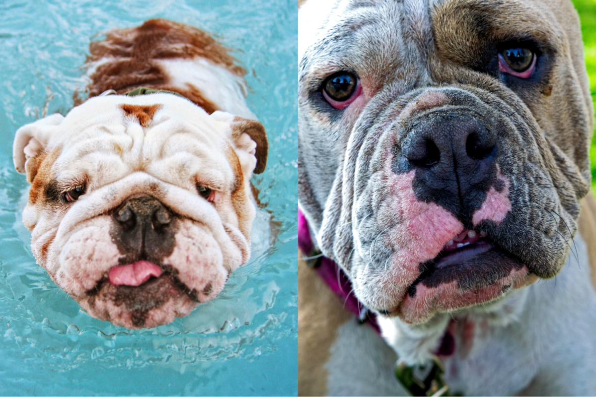 Nose comparison English Bulldog vs Olde English Bulldogge.