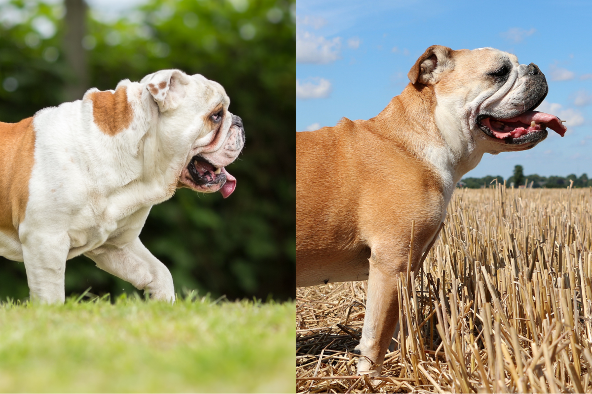 side profile english bulldog vs olde english bulldogge