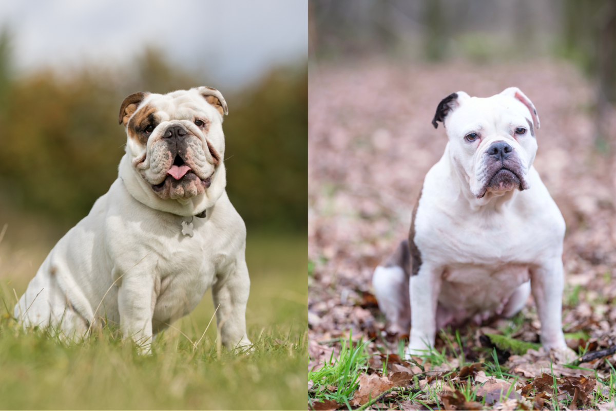 sitting english bulldog vs olde english bulldogge