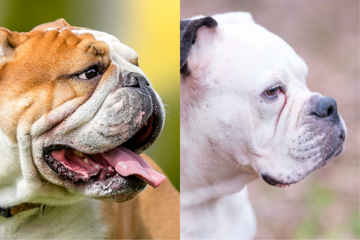 snout english bulldog vs olde english bulldog