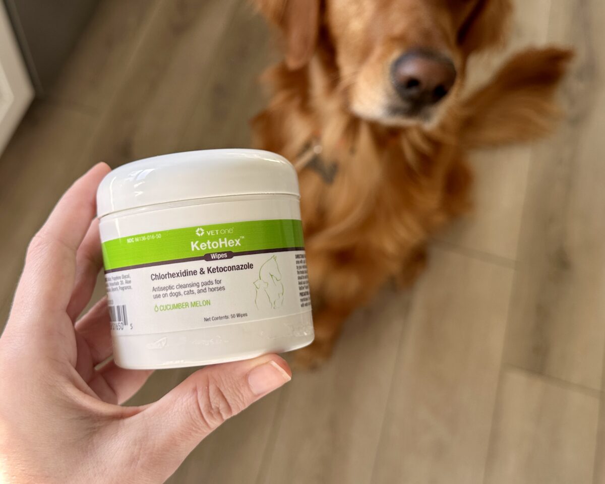 Person holding prescription wipes for yeast infection in from of Golden Retriever dog.