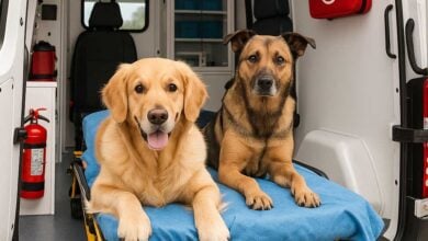dogs riding in a pet ambulance