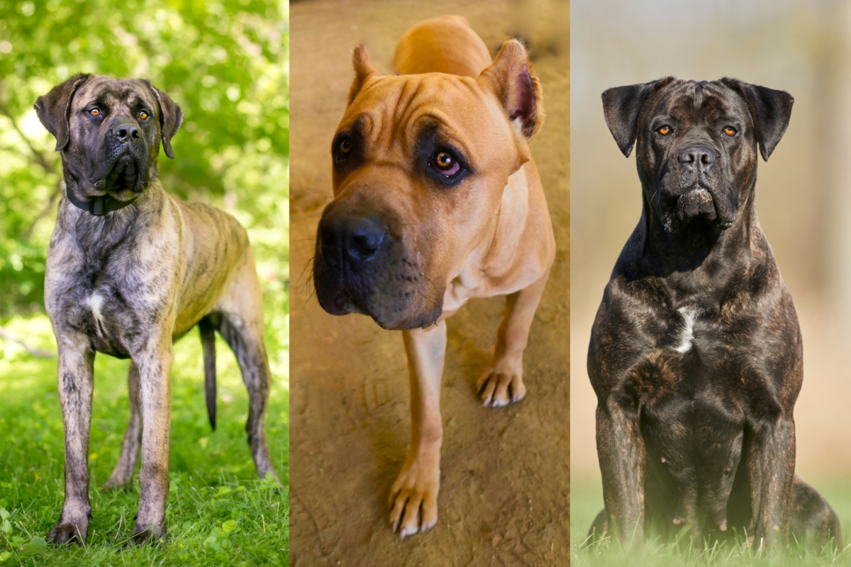 Three Cane Corso coat colors.