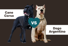 Cane Corso vs Dogo Argentino comparison.