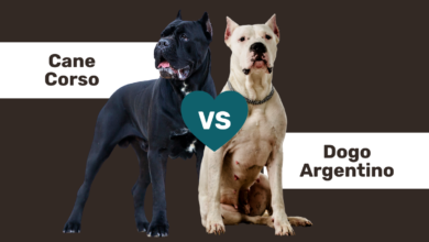 Cane Corso vs Dogo Argentino comparison.