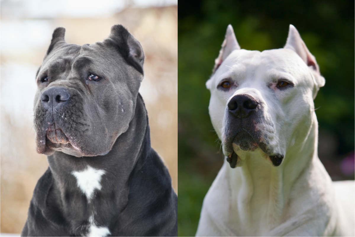 Cane Corso vs Dogo Argentino faces.