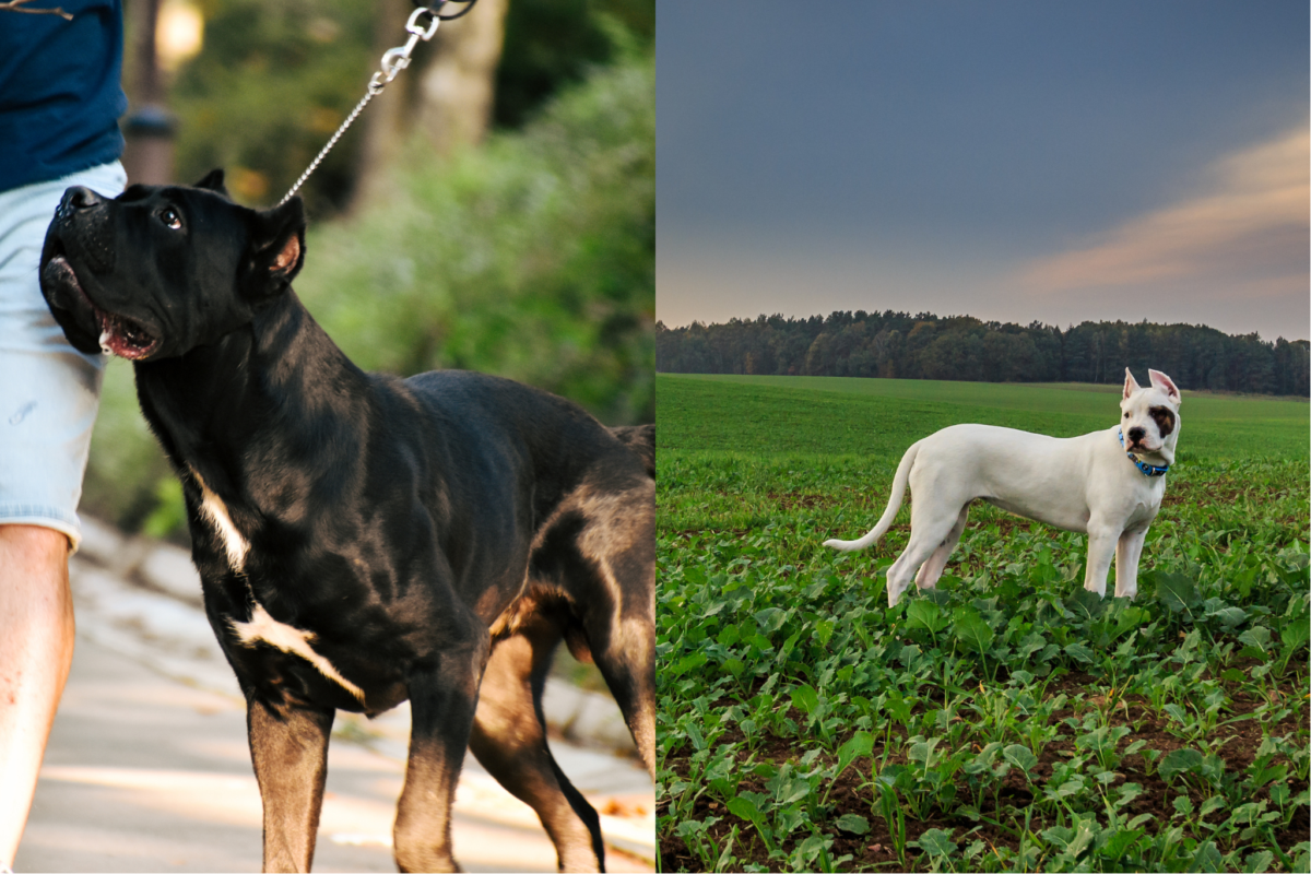 Cane Corso vs Dogo Argentino independence comparison.
